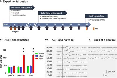 Processing of <mark class="highlighted">auditory information</mark> in forebrain regions after hearing loss in adulthood: Behavioral and electrophysiological studies in a rat model